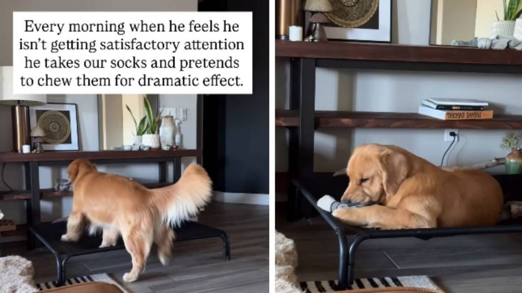 Golden Retriever Gets Extra ‘Dramatic’ With Socks When He Wants Attention
