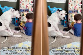Big Dog Watches Over Little Boy, Knows He’s Hers To Protect When No One’s Around
