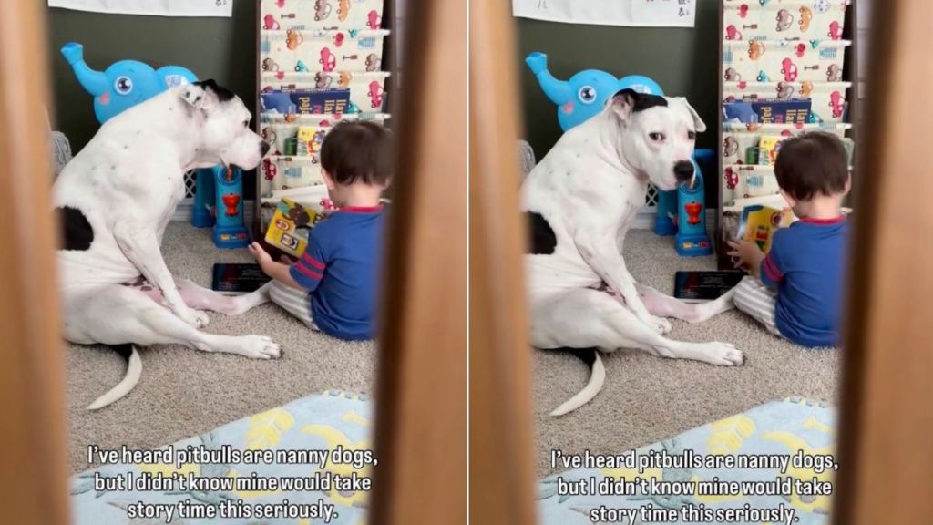 Big Dog Watches Over Little Boy, Knows He’s Hers To Protect When No One’s Around