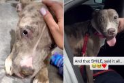 Shelter Dog Left ‘Heartbroken’ After Family Surrendered Her Gets the Best News