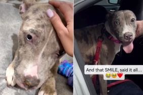 Shelter Dog Left ‘Heartbroken’ After Family Surrendered Her Gets the Best News