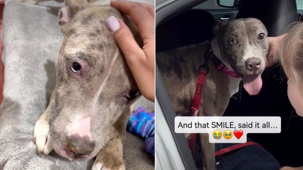 Shelter Dog Left ‘Heartbroken’ After Family Surrendered Her Gets the Best News