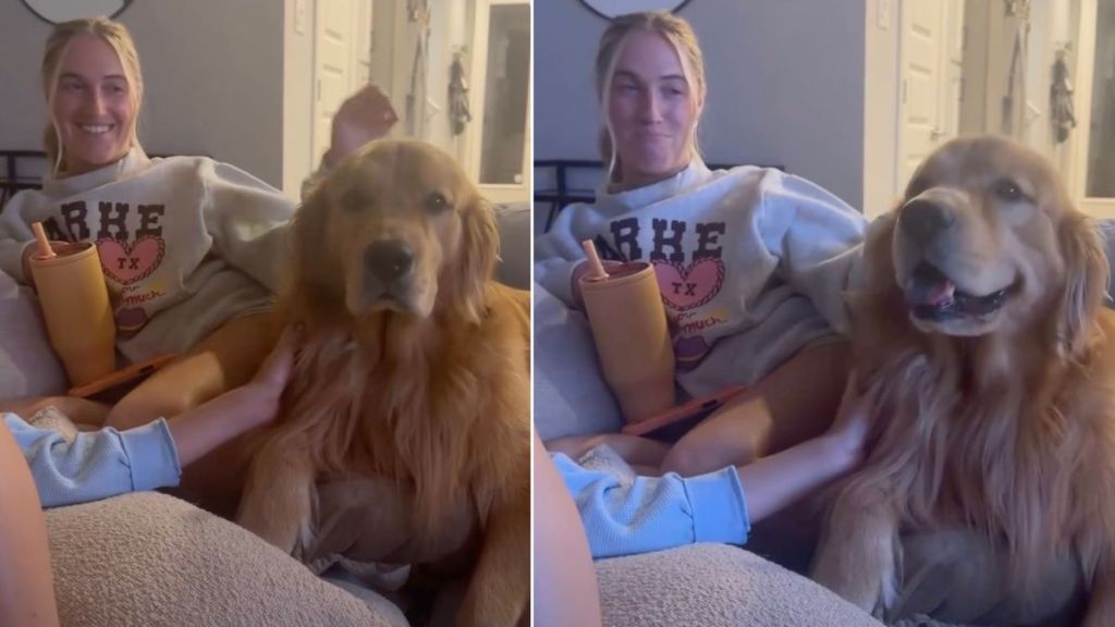 ‘Velcro’ Golden Retriever Helps Human Get Over Fear of Dogs