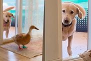 Rescue Dog Avoids Getting in Trouble With a Duck Blocking Her Way
