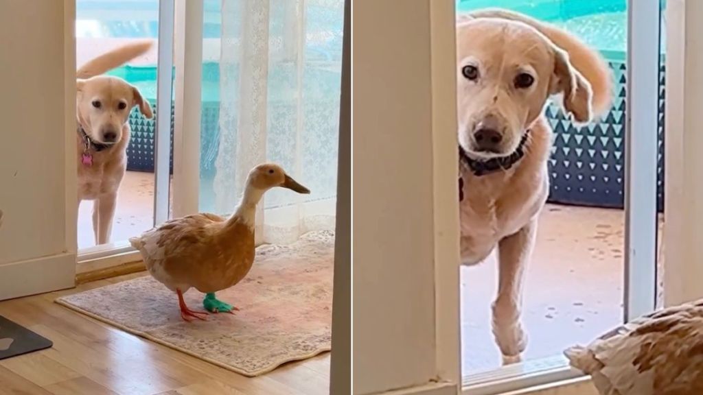 Rescue Dog Avoids Getting in Trouble With a Duck Blocking Her Way