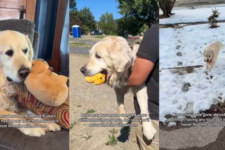 Senior Golden Retriever Spent Nearly a Decade Without Toys, Now Carries One Everywhere