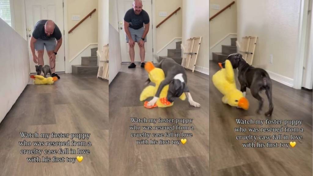 Rescue Puppy Who’d Never Had a Toy Falls in Love With One & His World Lights Up
