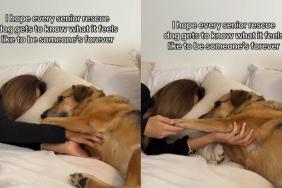 Senior Rescue Dog Holds Mom’s Hand, Showing Exactly How Safe He Feels With Her