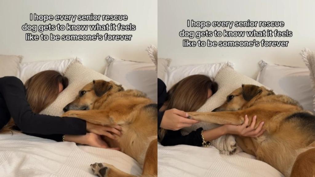 Senior Rescue Dog Holds Mom’s Hand, Showing Exactly How Safe He Feels With Her
