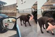 Dog Carries Toy to the Driveway To Greet Owner Like It’s the Best Part of His Day
