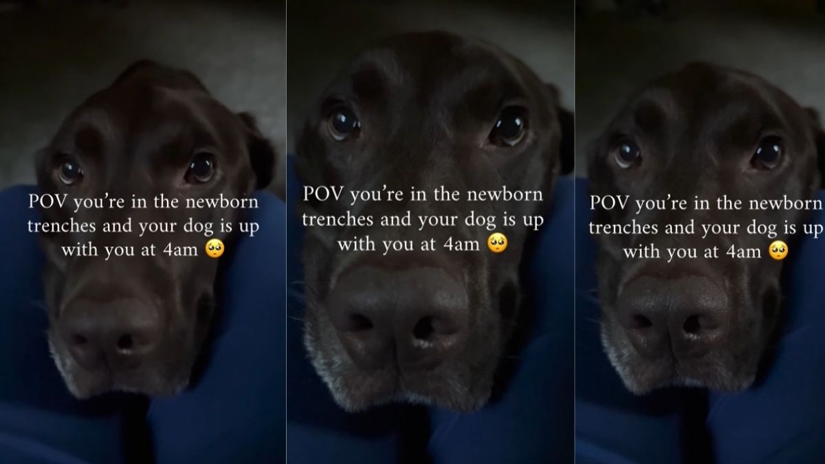 Visual Reference: Dog Refuses To Sleep While Mom Cares For Newborn Baby
