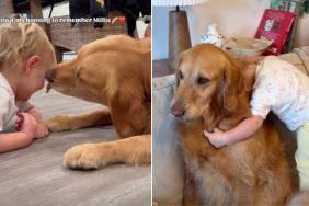 Owner Grieves Golden Retriever’s Loss by Reflecting on Best Memories