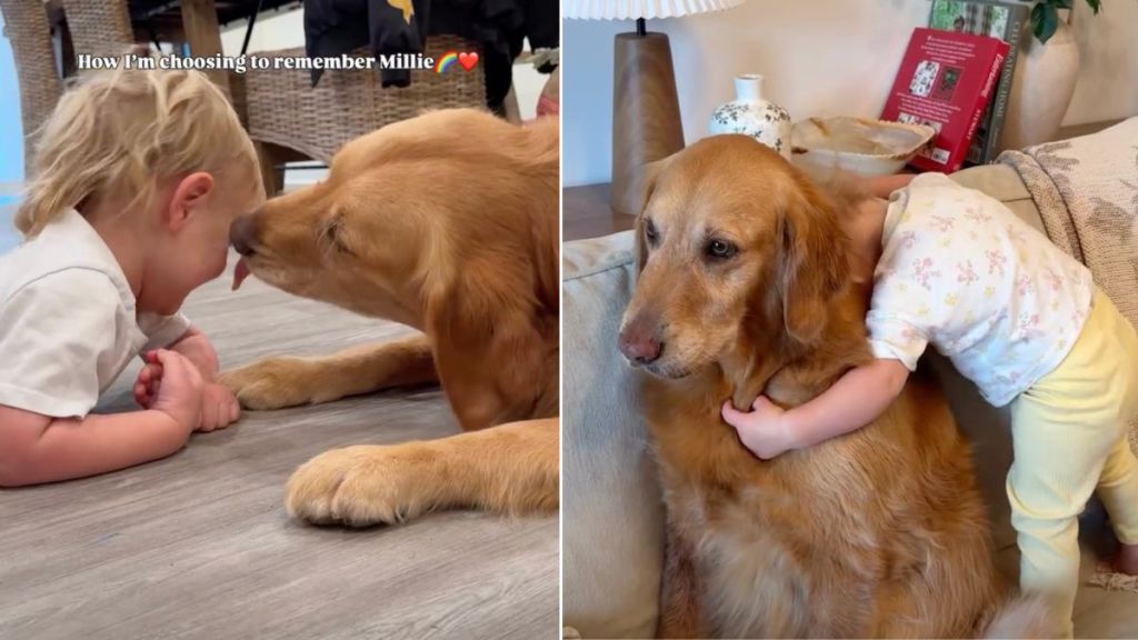 Owner Grieves Golden Retriever’s Loss by Reflecting on Best Memories