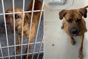Shelter Dog’s Smart, Playful, & Eager To Please, but He’s Still Waiting To Be Chosen