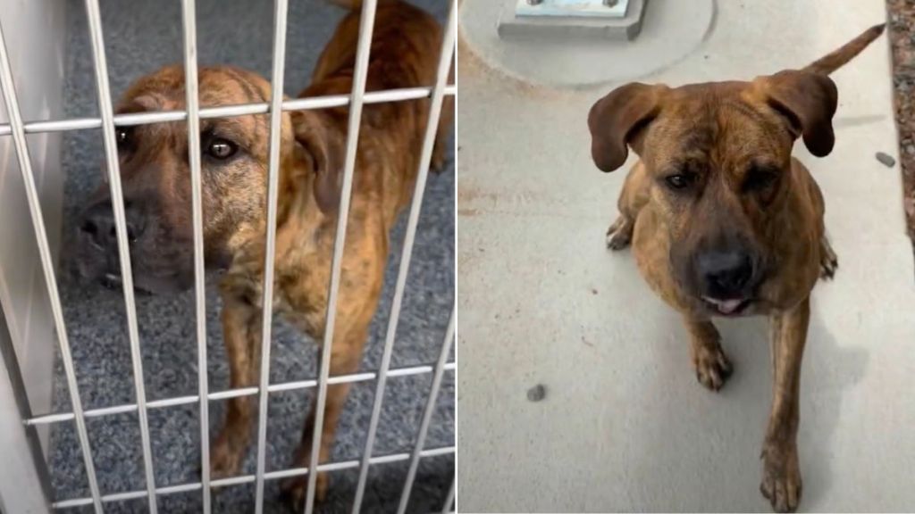 Shelter Dog’s Smart, Playful, & Eager To Please, but He’s Still Waiting To Be Chosen