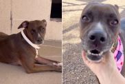 Shelter Dog Knows Her Family Isn’t Coming Back, Unaware a Forever Is Waiting for Her