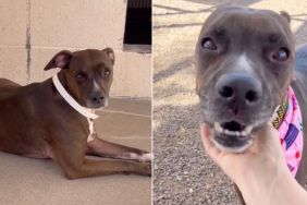 Shelter Dog Knows Her Family Isn’t Coming Back, Unaware a Forever Is Waiting for Her