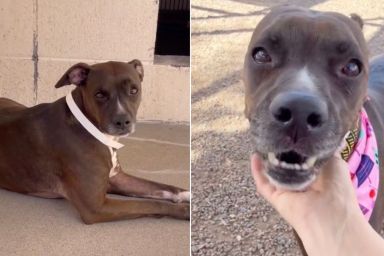 Shelter Dog Knows Her Family Isn’t Coming Back, Unaware a Forever Is Waiting for Her