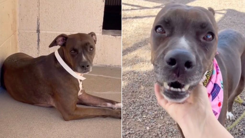 Shelter Dog Knows Her Family Isn’t Coming Back, Unaware a Forever Is Waiting for Her