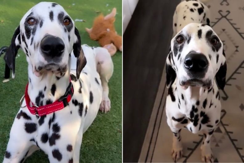 Foster Dog’s Loving Eyes Express How Grateful He Is To Be Saved