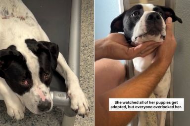Shelter Dog Saw Her Puppies Get Adopted, but Is Waiting for a Home Herself