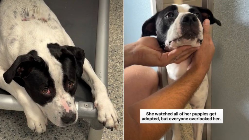 Shelter Dog Saw Her Puppies Get Adopted, but Is Waiting for a Home Herself