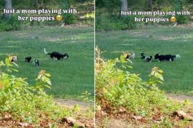 Mama Dog’s Little Babies Chase Her Around in the Meadows & It’s as Magical as It Gets