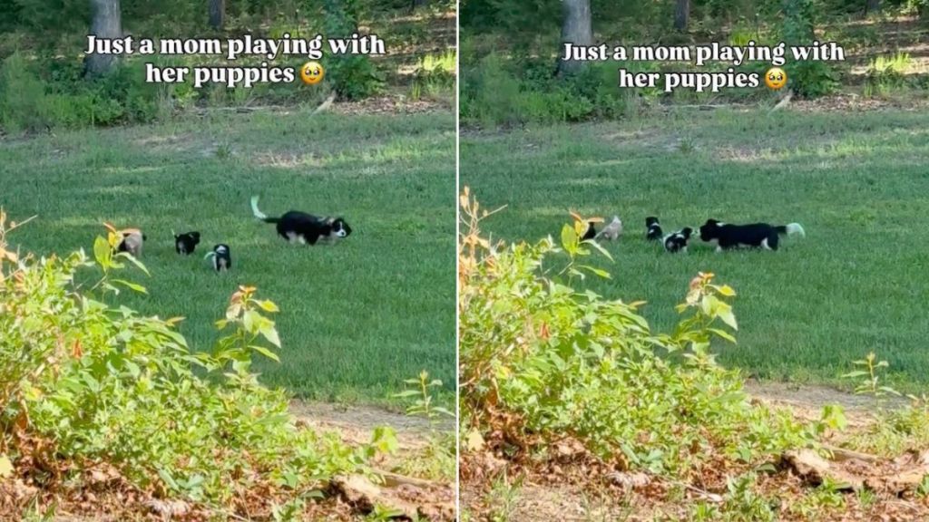 Mama Dog’s Little Babies Chase Her Around in the Meadows & It’s as Magical as It Gets