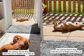 Senior Rescue Dog Takes Sunbathing to a Whole New Level