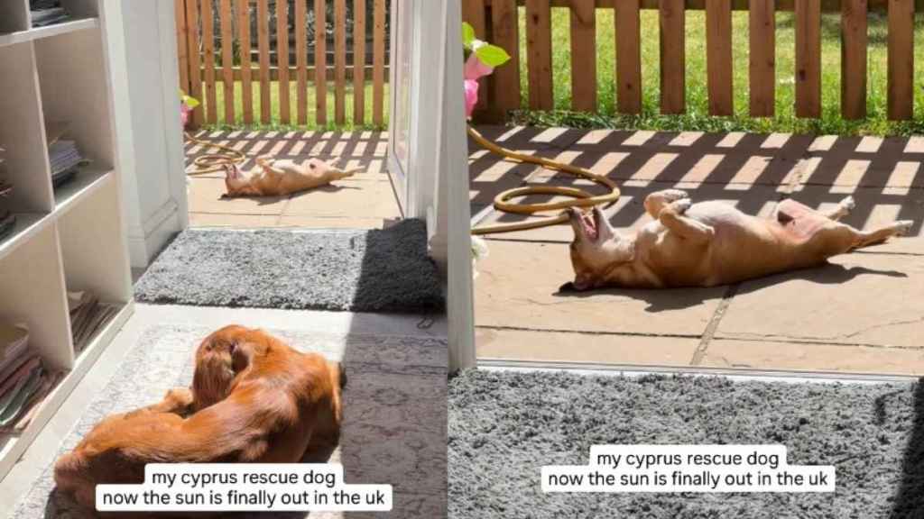 Senior Rescue Dog Takes Sunbathing to a Whole New Level