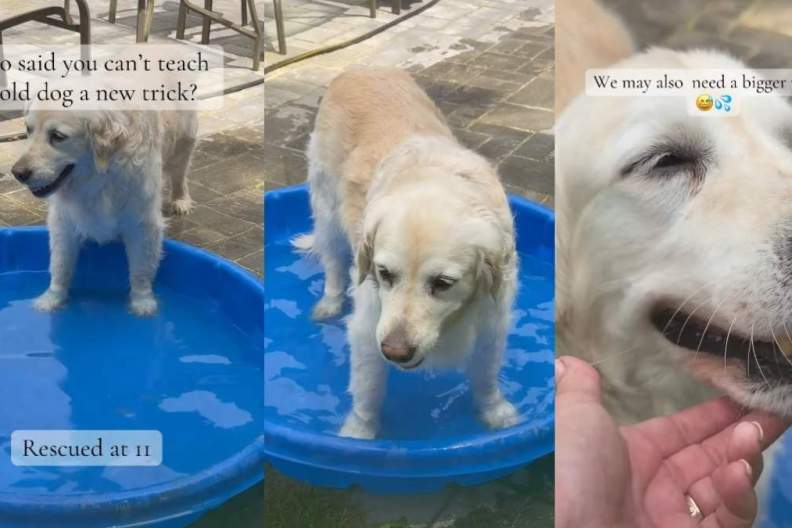 Senior Golden Retriever Rescued at 11 Shows It’s Never Too Late To Learn a New Trick