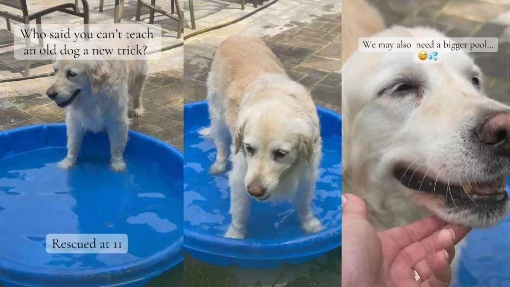 Senior Golden Retriever Rescued at 11 Shows It’s Never Too Late To Learn a New Trick