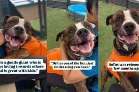 Shelter Dog Found as Stray Lost Only Home He Ever Knew but Is Ready for a New One