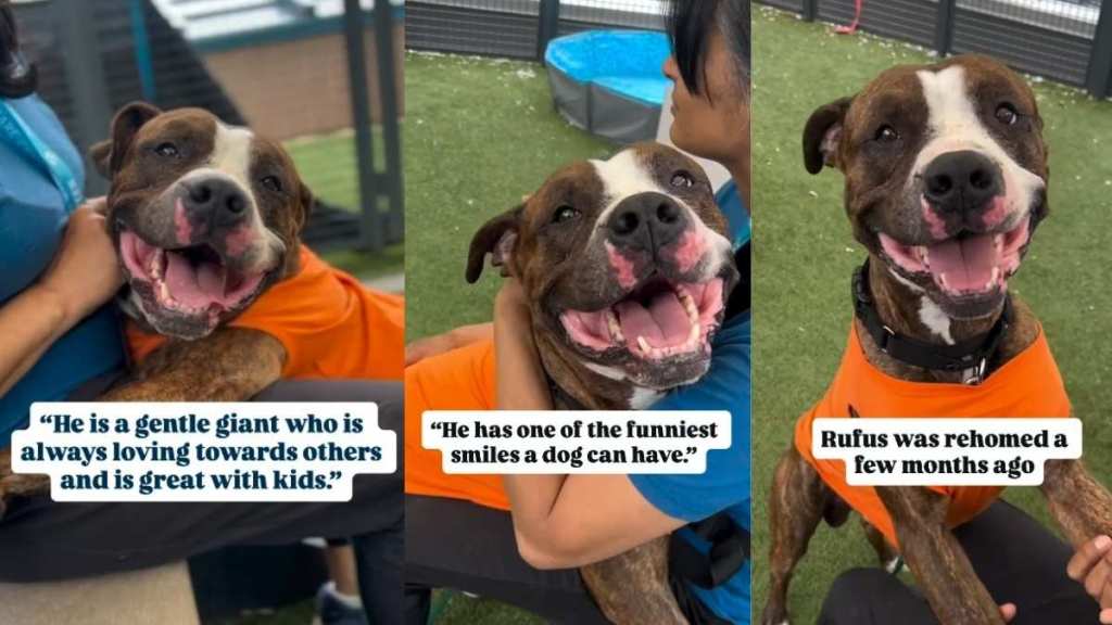 Shelter Dog Found as Stray Lost Only Home He Ever Knew but Is Ready for a New One