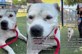 Shelter Dog Remembers What It Feels Like To Be Loved, but Still Thinks Its Temporary