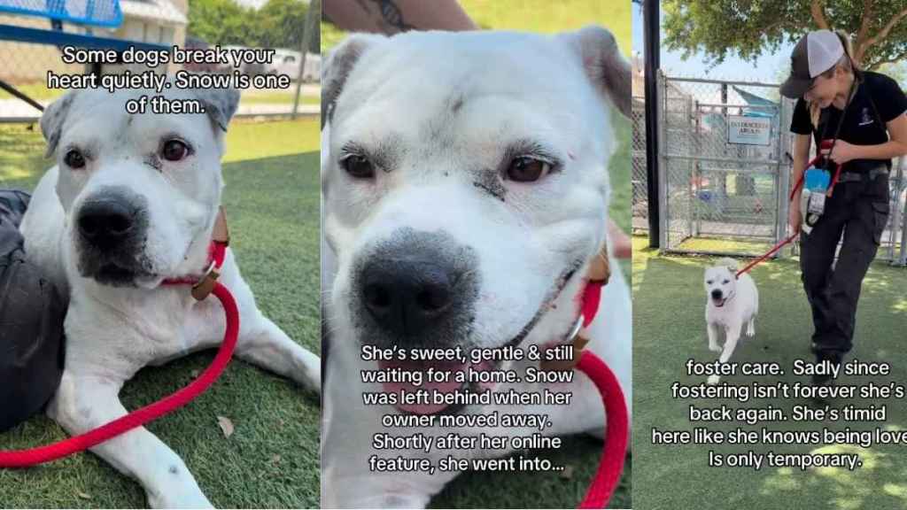 Shelter Dog Remembers What It Feels Like To Be Loved, but Still Thinks Its Temporary
