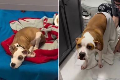 Shelter Dog Goes From Waiting To Be Adopted To Living the Best Life