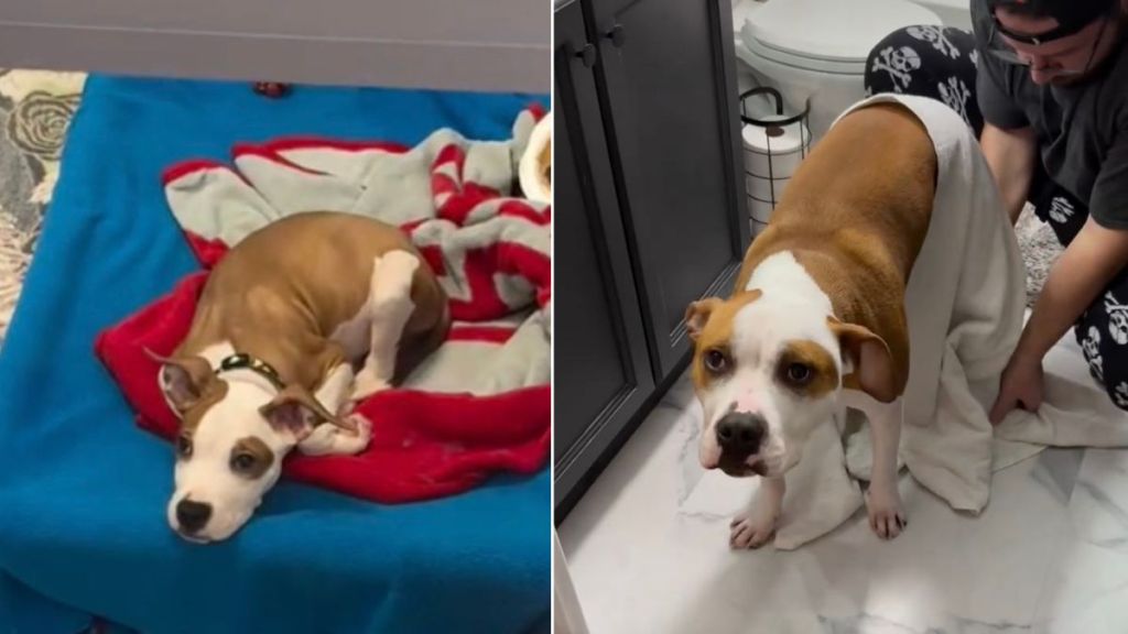 Shelter Dog Goes From Waiting To Be Adopted To Living the Best Life