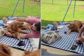 Golden Retriever Is Right Where He Belongs With a Little Baby & Loving Family