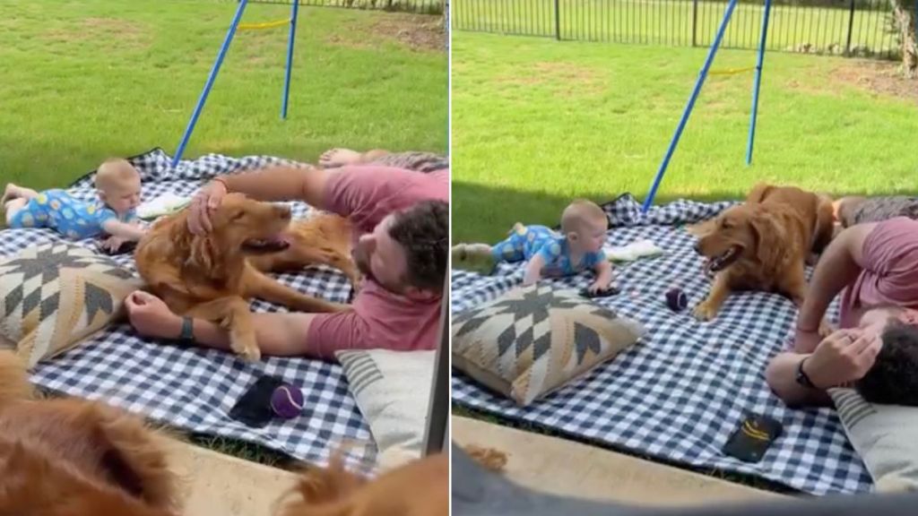 Golden Retriever Is Right Where He Belongs With a Little Baby & Loving Family