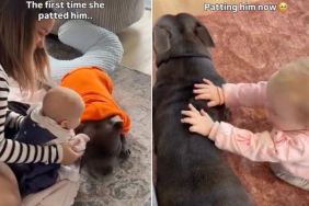 Baby Experiences a First With Dog Sibling & It Turns Into a Sweet Ritual