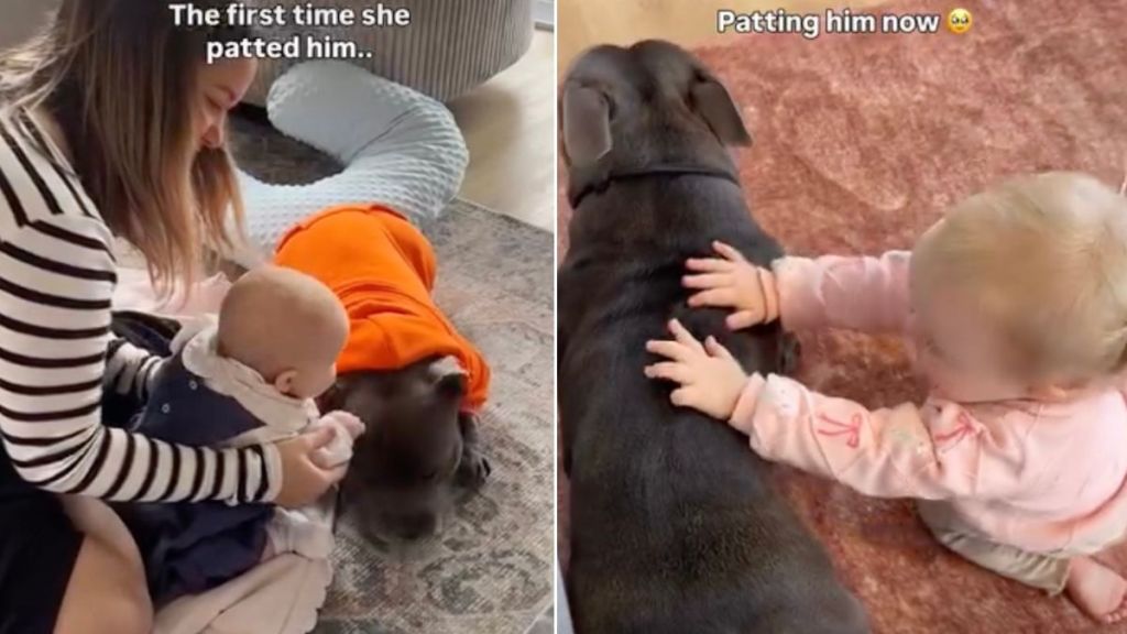 Baby Experiences a First With Dog Sibling & It Turns Into a Sweet Ritual