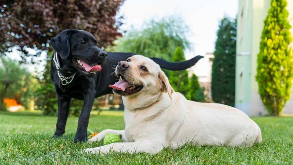 Dog Parents Bring Fur Babies to Festival Specially Designed for Them