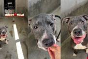 Senior Shelter Dog Smiles From Her Gray Kennel, Like She’s Still Hopeful for a Home