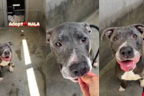 Senior Shelter Dog Smiles From Her Gray Kennel, Like She’s Still Hopeful for a Home