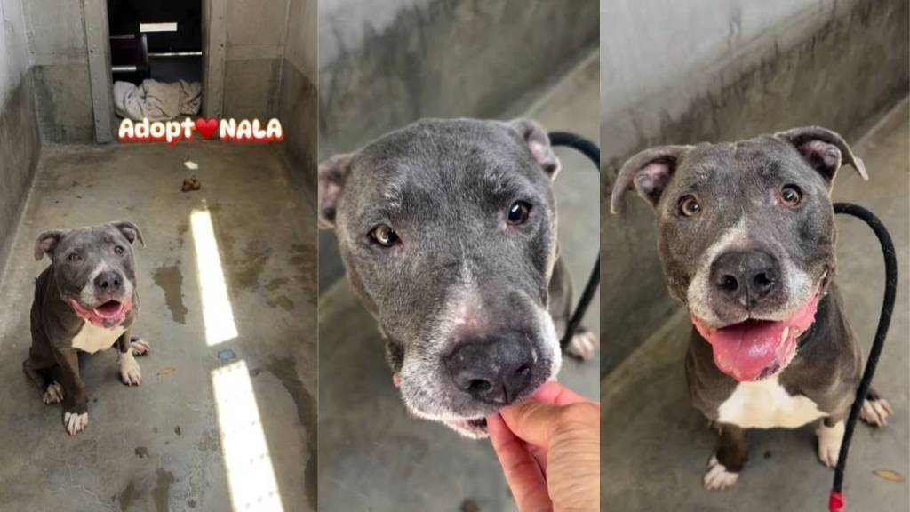 Senior Shelter Dog Smiles From Her Gray Kennel, Like She’s Still Hopeful for a Home