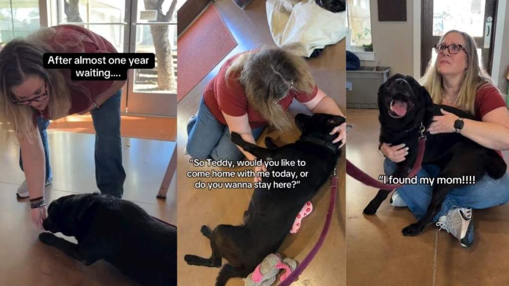 Shelter Dog’s Long Wait for Love Ends With the Mom Who Drove Hours To Take Him Home