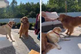 Golden Retriever’s Attempts at Flirting Aren’t Going All Too Well