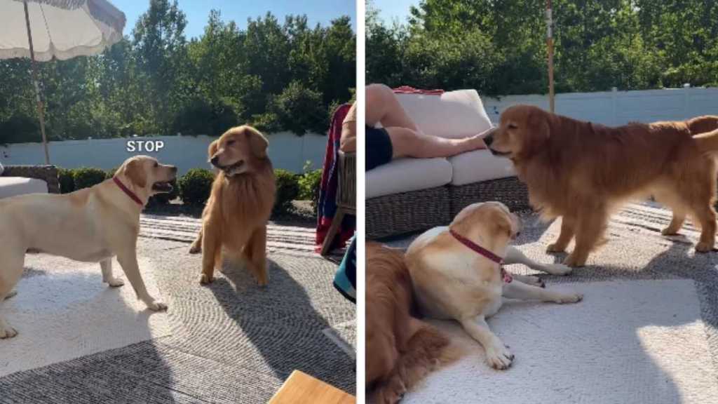 Golden Retriever’s Attempts at Flirting Aren’t Going All Too Well