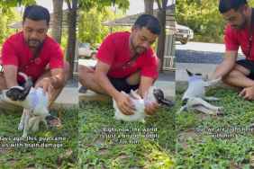 Tiny Rescue Puppy Sees the World a Bit ‘Wobbly,’ but She Hasn’t Given Up